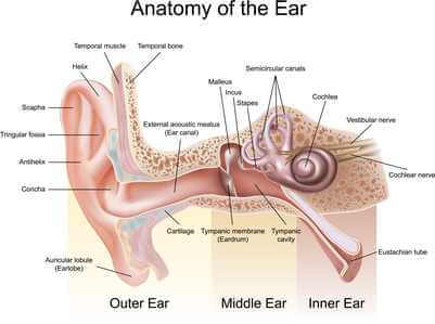 vestibular system and behavior