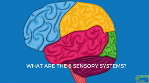 What are the 8 senses?