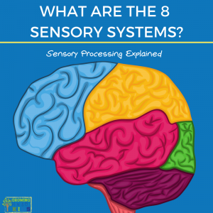 What are the 8 senses?