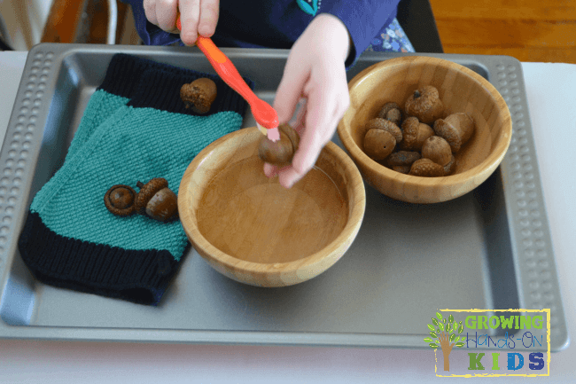 Acorn brushing and counting activity for preschoolers