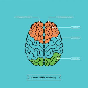 The human brain, what are executive functioning skills?