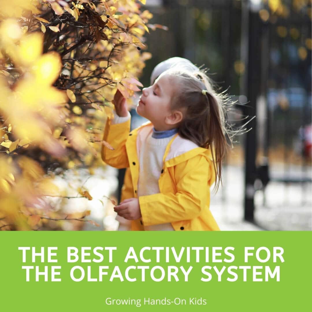 The Best Activities for the Olfactory System